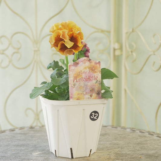 佐藤園芸さんオリジナル パンジー【ローブ・ドゥ・アントワネット】㉜