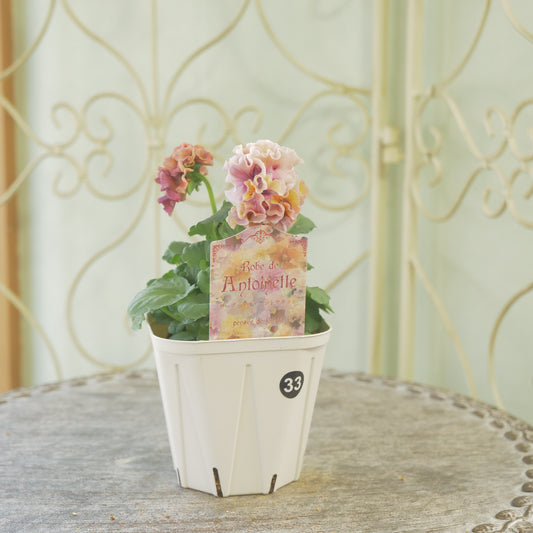 佐藤園芸さんオリジナル パンジー【ローブ・ドゥ・アントワネット】㉝