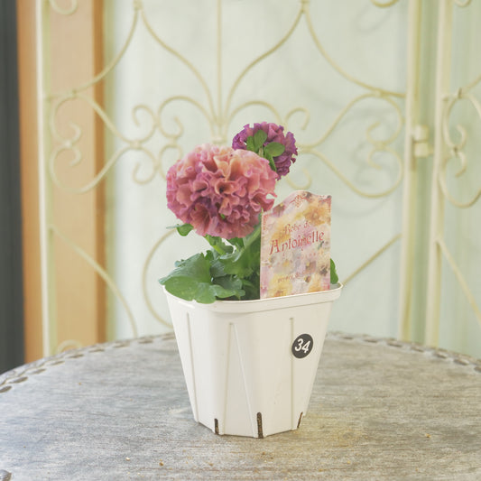 佐藤園芸さんオリジナル パンジー【ローブ・ドゥ・アントワネット】㉞