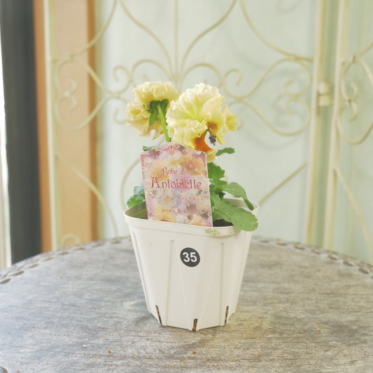 佐藤園芸さんオリジナル パンジー【ローブ・ドゥ・アントワネット】㉟