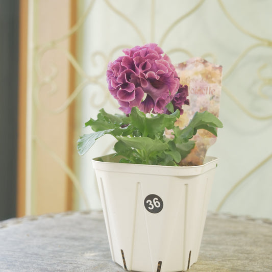 佐藤園芸さんオリジナル パンジー【ローブ・ドゥ・アントワネット】㊱