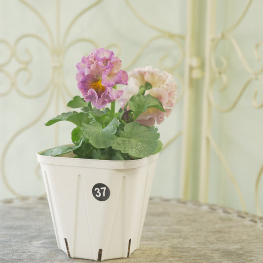 佐藤園芸さんオリジナル パンジー【ローブ・ドゥ・アントワネット】㊲