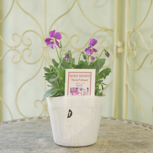 ロカハーツ【姫手毬】①