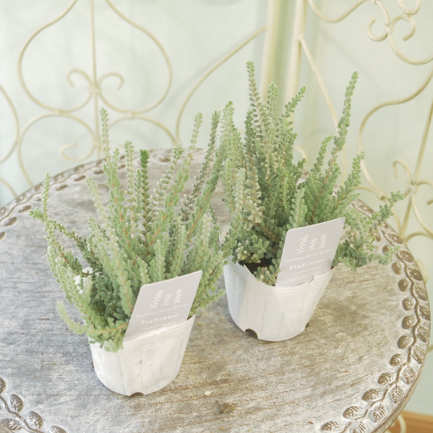 石黒園芸さん生産 カルーナ【ジュエルドロップス プラチナ】