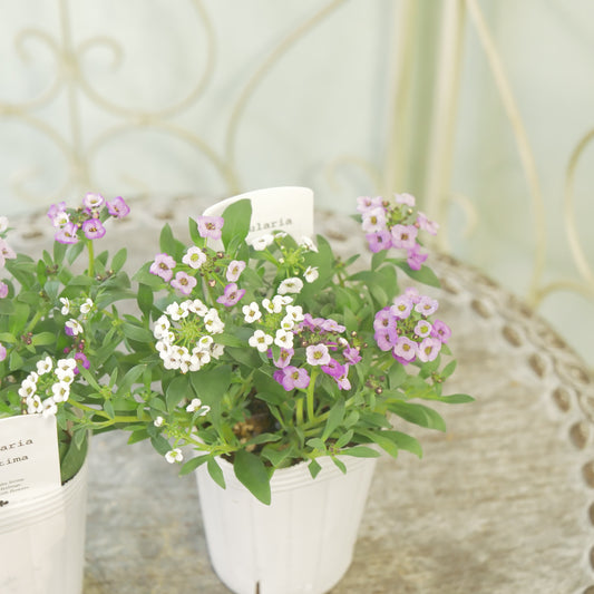 花越さん生産。アリッサム【ラベンダー】