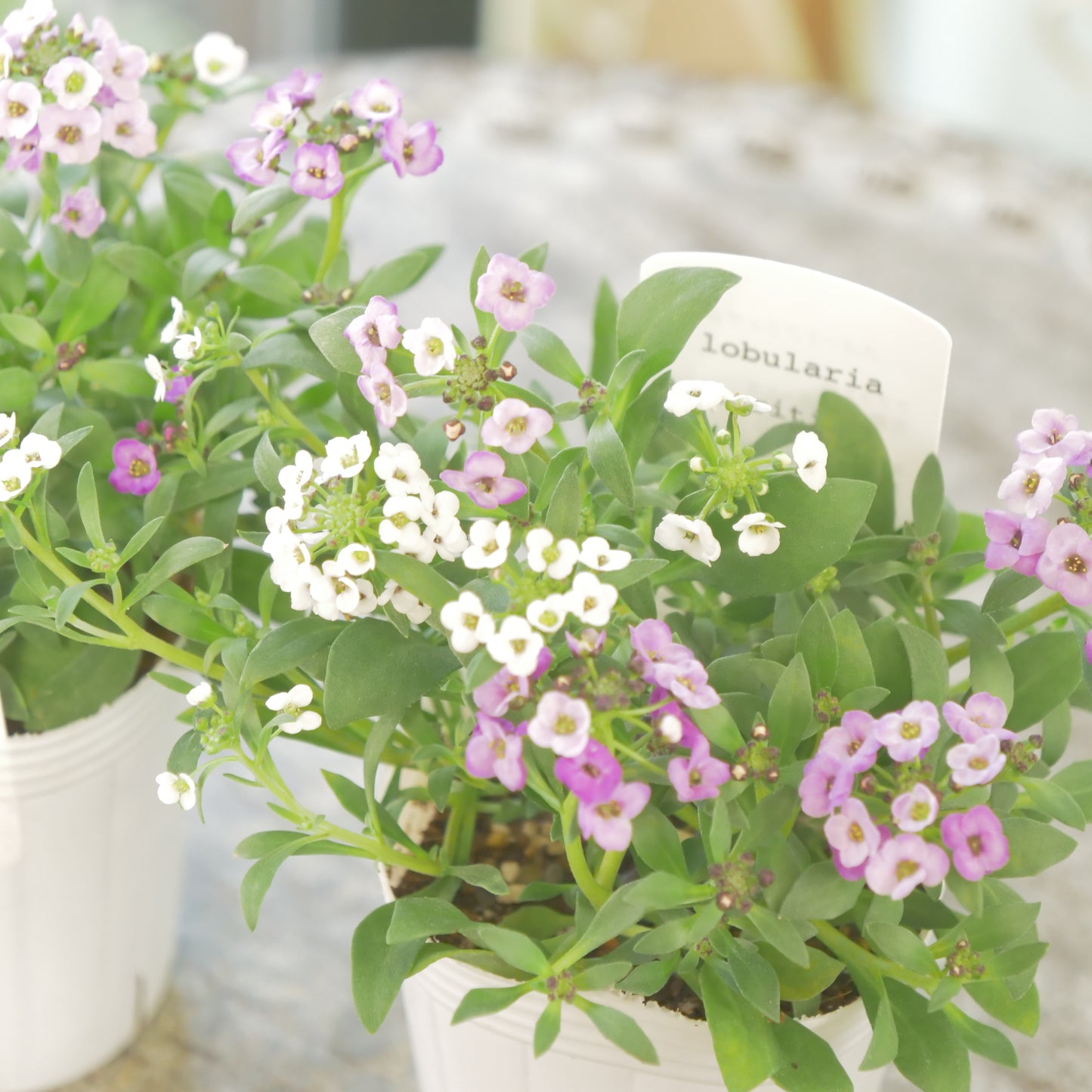 花越さん生産。アリッサム【ラベンダー】