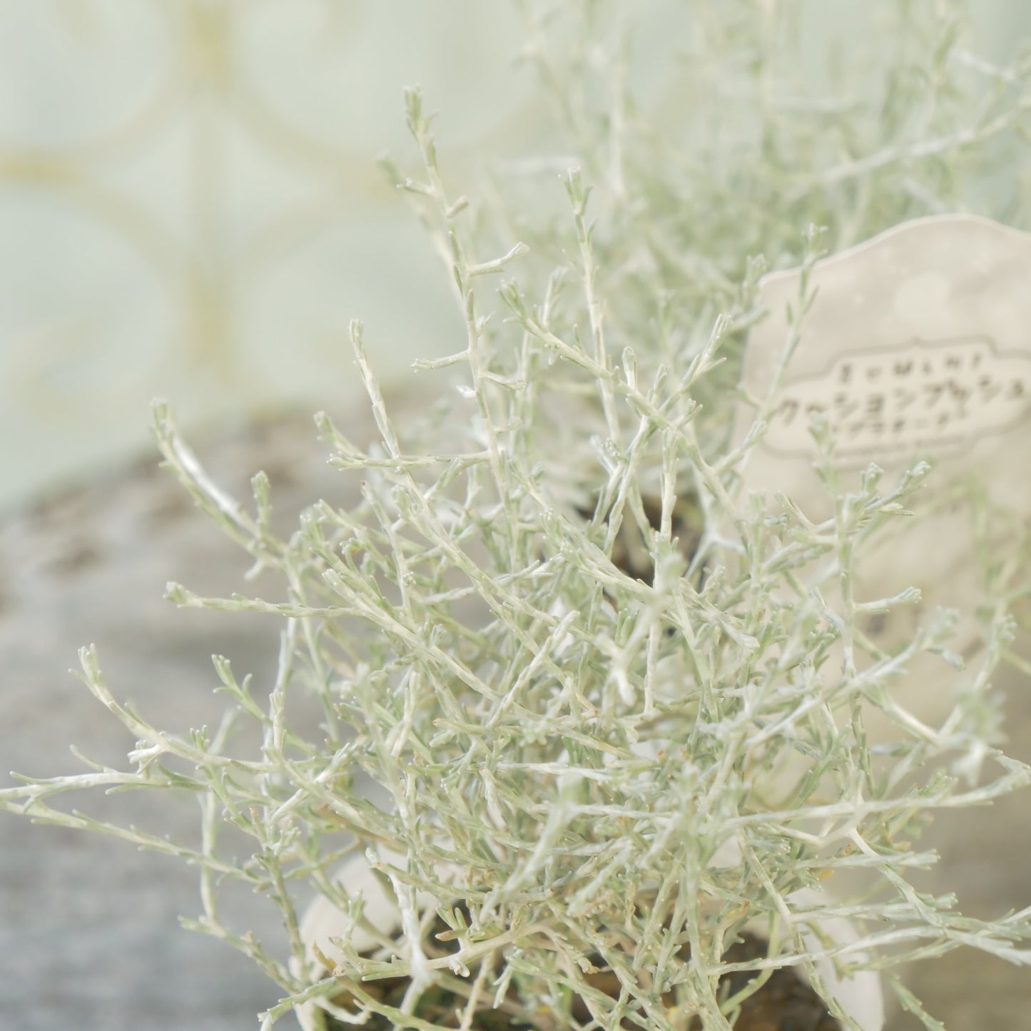 冬の寄せ植えに【プラチーナ】2~3株植え。