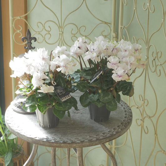 広原園さん生産。品評会受賞の苗!ミニシクラメン【抹茶ラテ】 八重咲き。