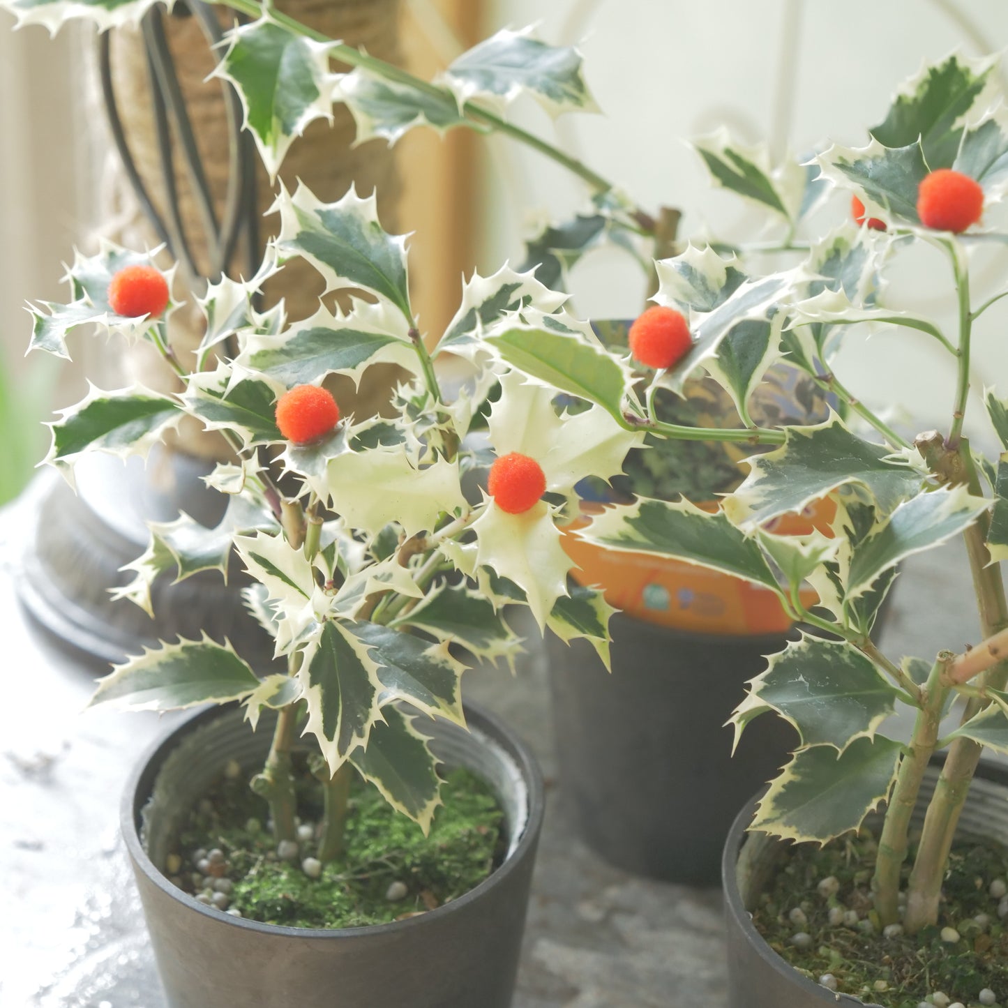 秋冬の寄せ植えに!フイリヒイラギ(やや大きい斑入りの葉)