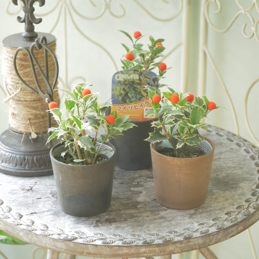 秋冬の寄せ植えに!フイリヒイラギ(やや小さい斑入りの葉)