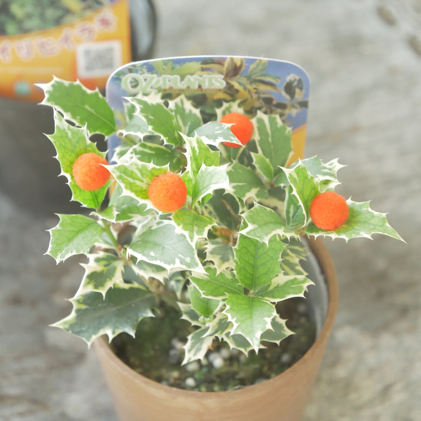 秋冬の寄せ植えに!フイリヒイラギ(やや小さい斑入りの葉)