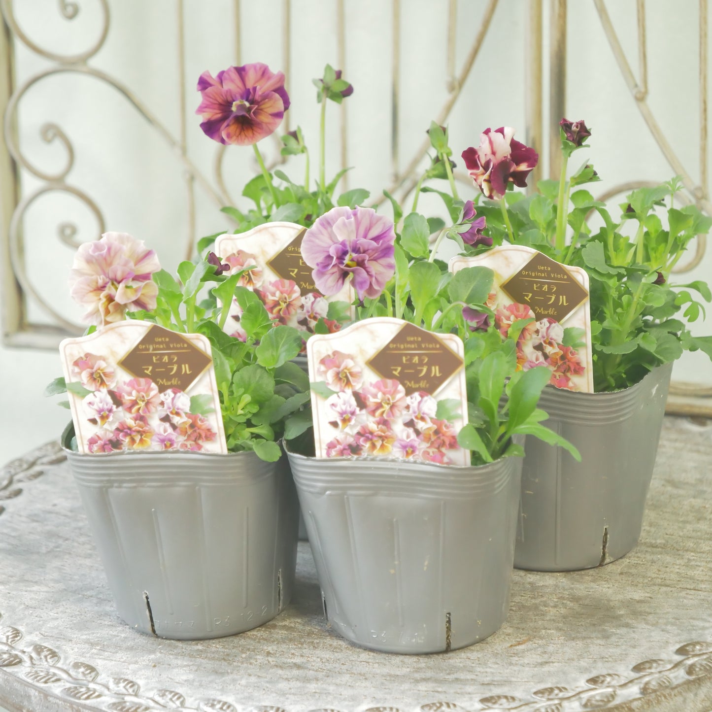 うえたさんオリジナル ビオラ【マーブル】