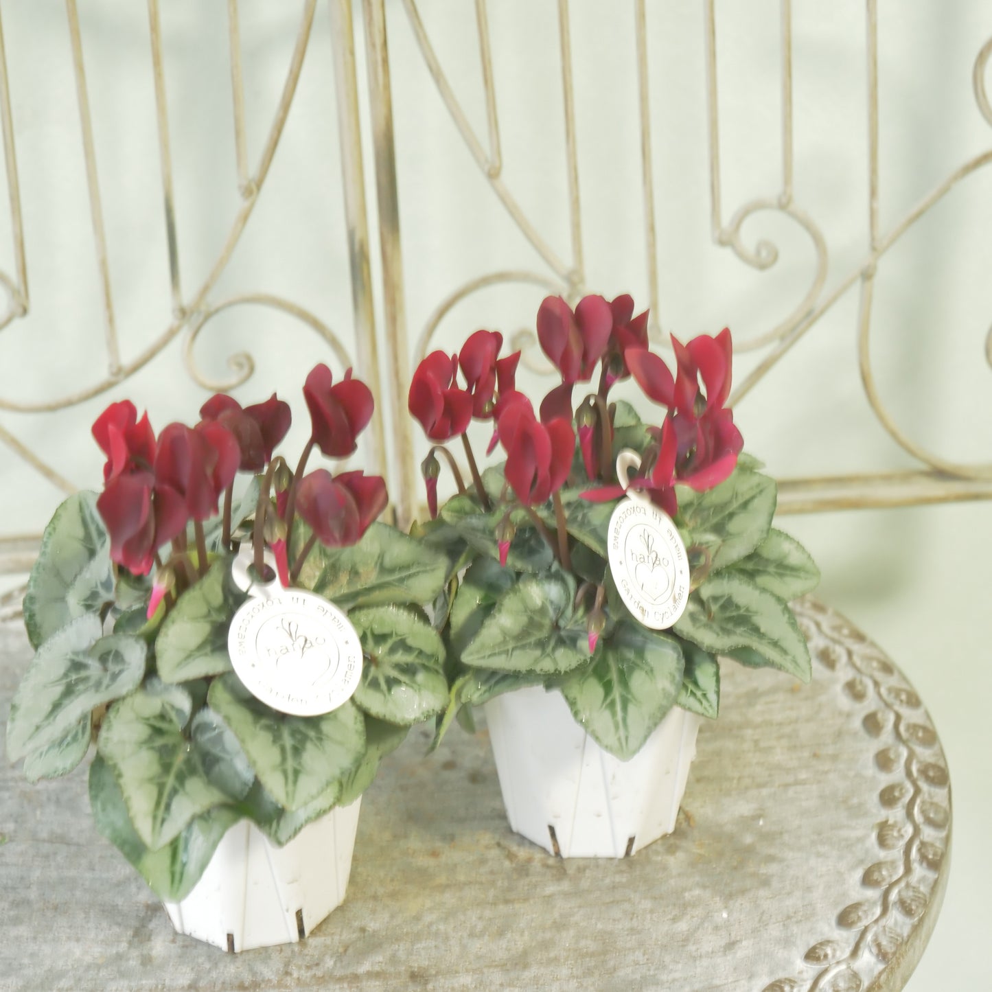 良株!花越さん生産 シクラメン(レッド)