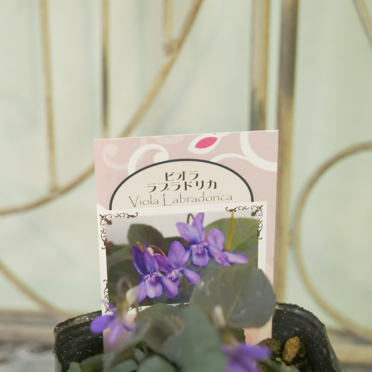 宿根スミレ【ラブラドリカ】黒葉スミレ