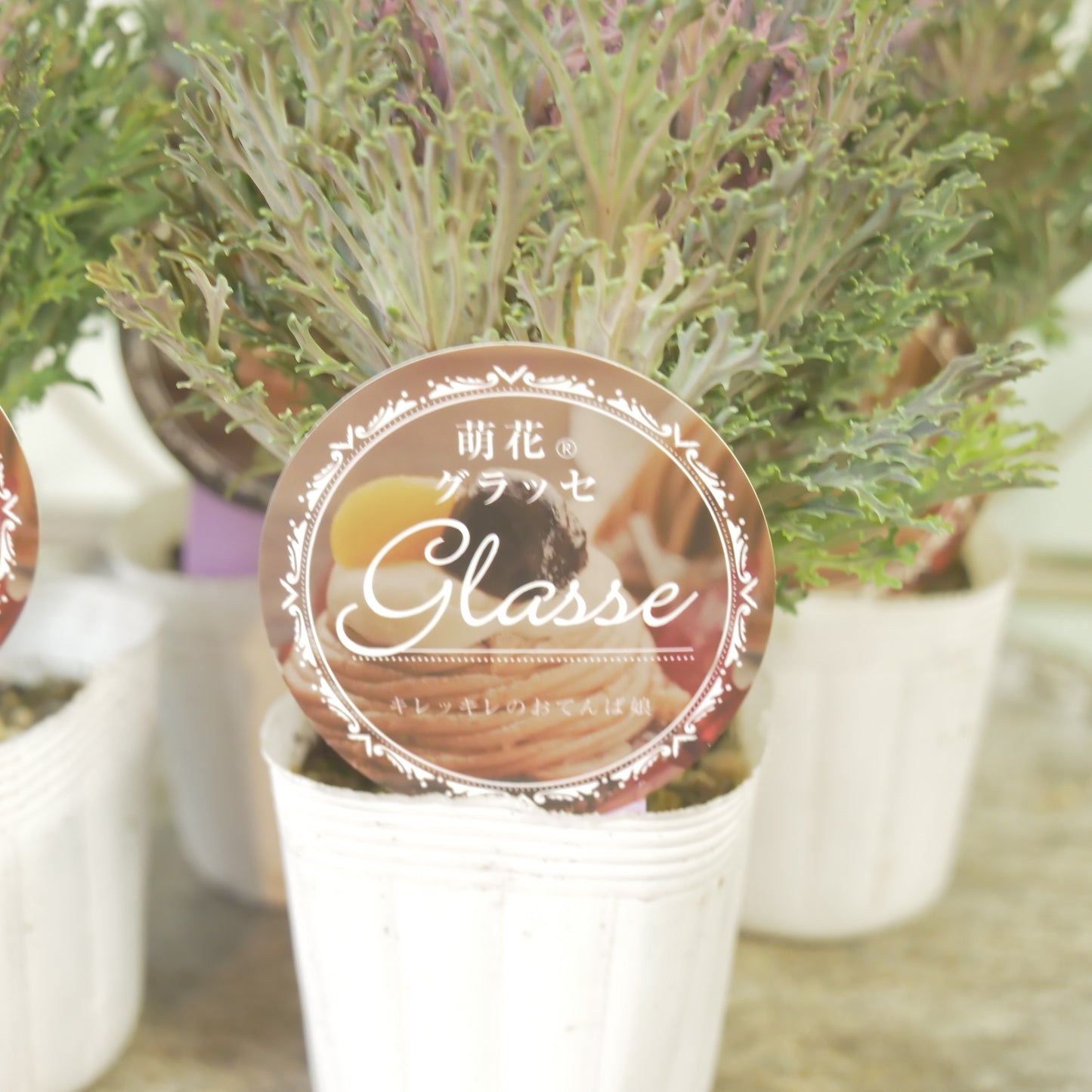 高見園芸さんオリジナルハボタン 萌花 グラッセ