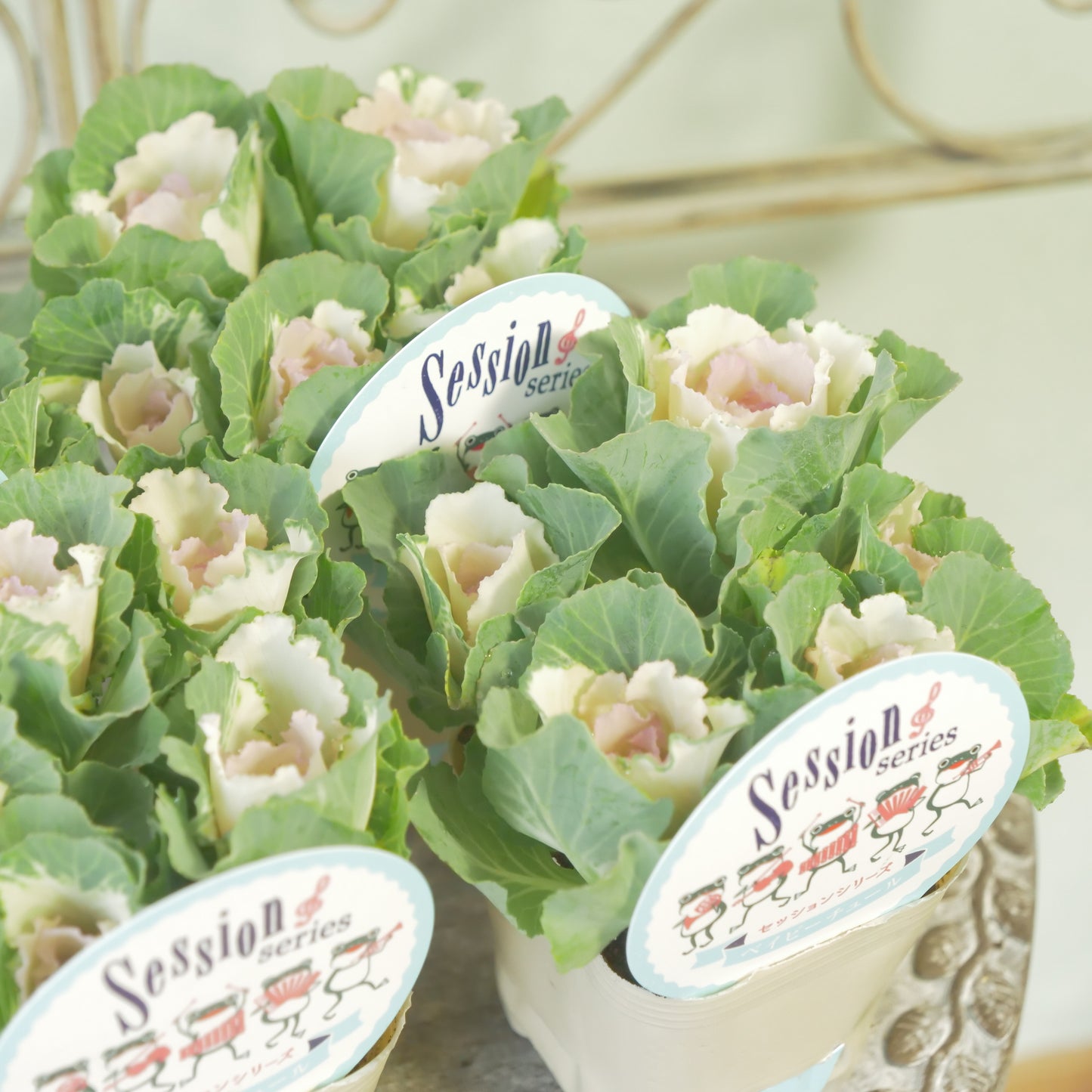 高見園芸さんオリジナルハボタン セッションベイビーチュール 良株!