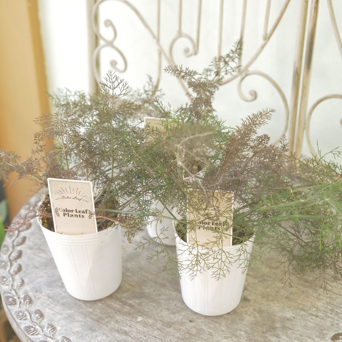 奥田園芸さん生産。【ブロンズフェンネル】 2~3株植え。