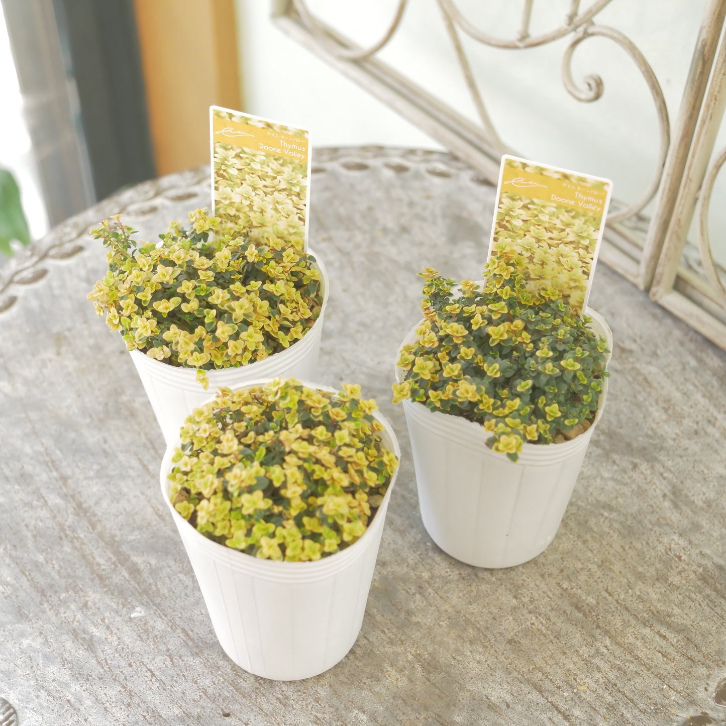 奥田園芸さん生産。【ドーンバレー】 2株植え。