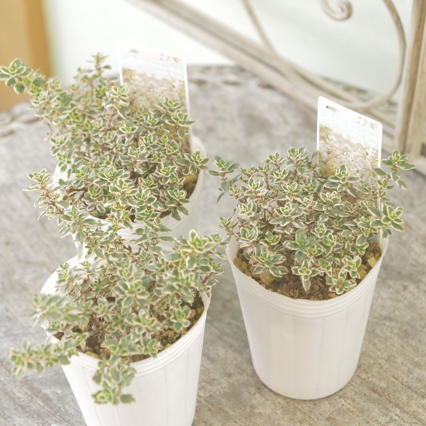 奥田園芸さん生産。【ホワイトレモンサワー】 2株植え。