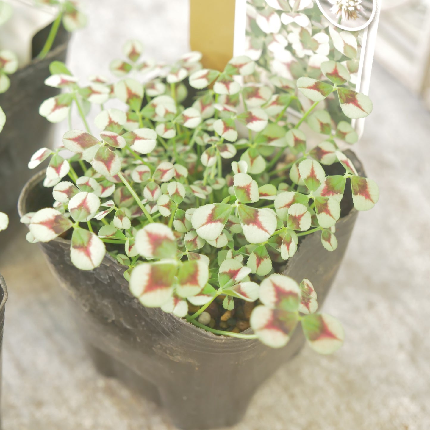 クローバー【シアー】