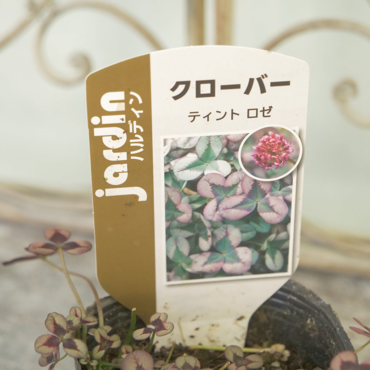 クローバー【ロゼ】