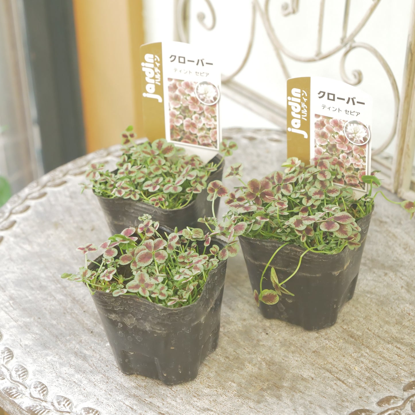 クローバー【セピア】