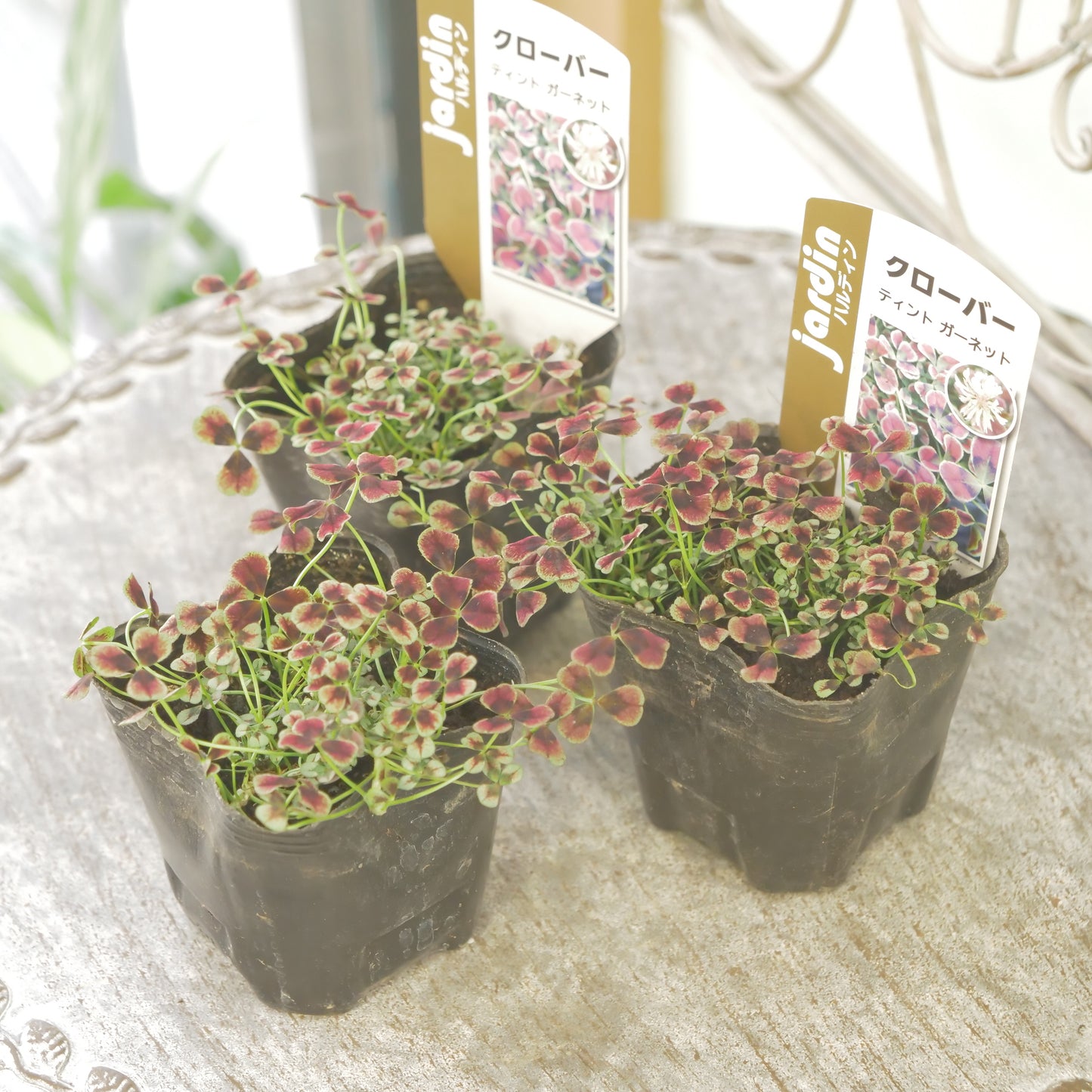 クローバー【ガーネット】