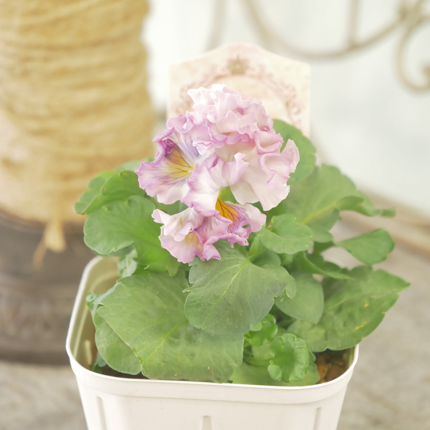 【ローブ・ドゥ・アントワネット ロココ】 ⑫【お一人様3ポットまで。】