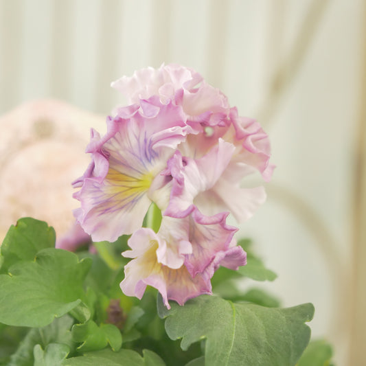 【ローブ・ドゥ・アントワネット ロココ】 ⑫【お一人様3ポットまで。】