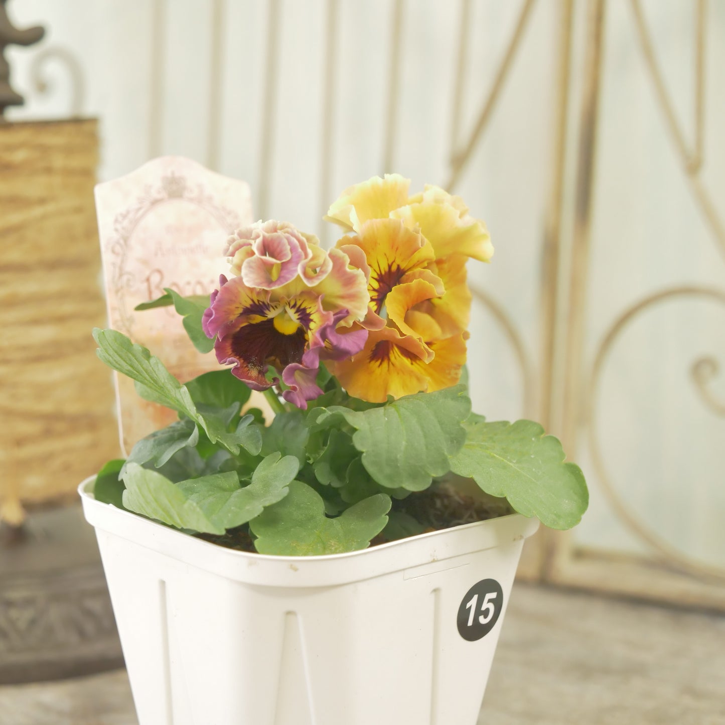 【ローブ・ドゥ・アントワネット ロココ】 ⑮【お一人様3ポットまで。】