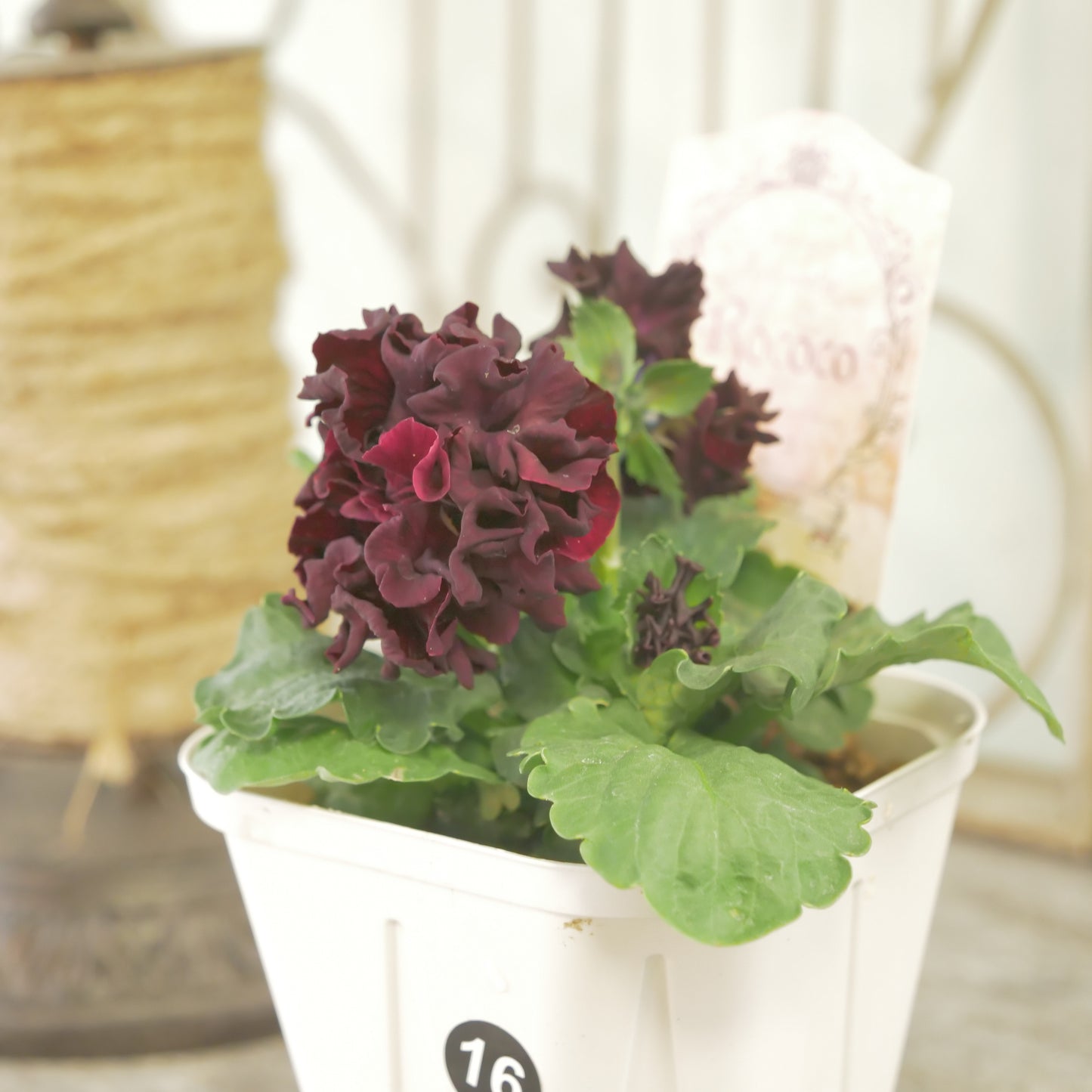 【ローブ・ドゥ・アントワネット ロココ】 ⑯【お一人様3ポットまで。】