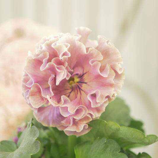 【ローブ・ドゥ・アントワネット ロココ】 ⑰【お一人様3ポットまで。】