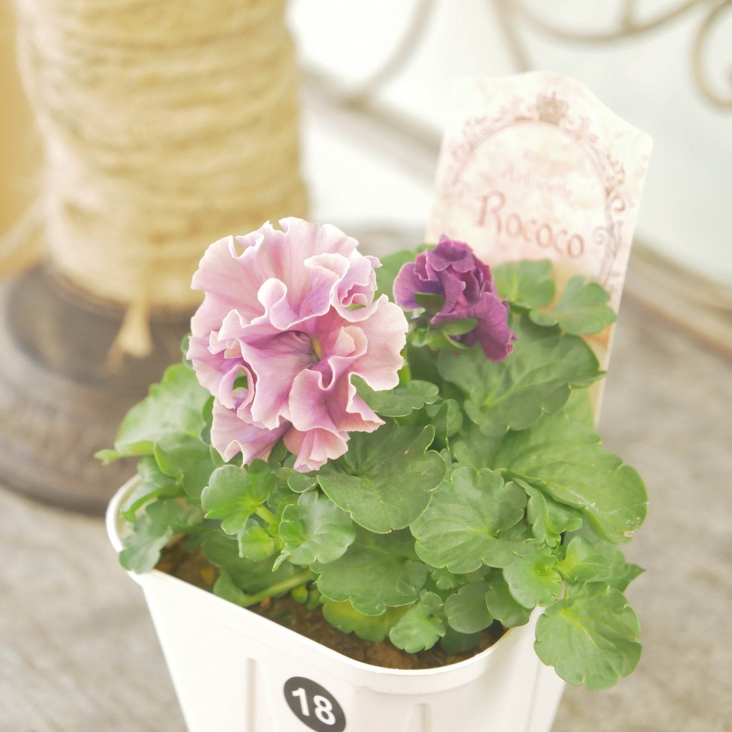 【ローブ・ドゥ・アントワネット ロココ】 ⑱【お一人様3ポットまで。】