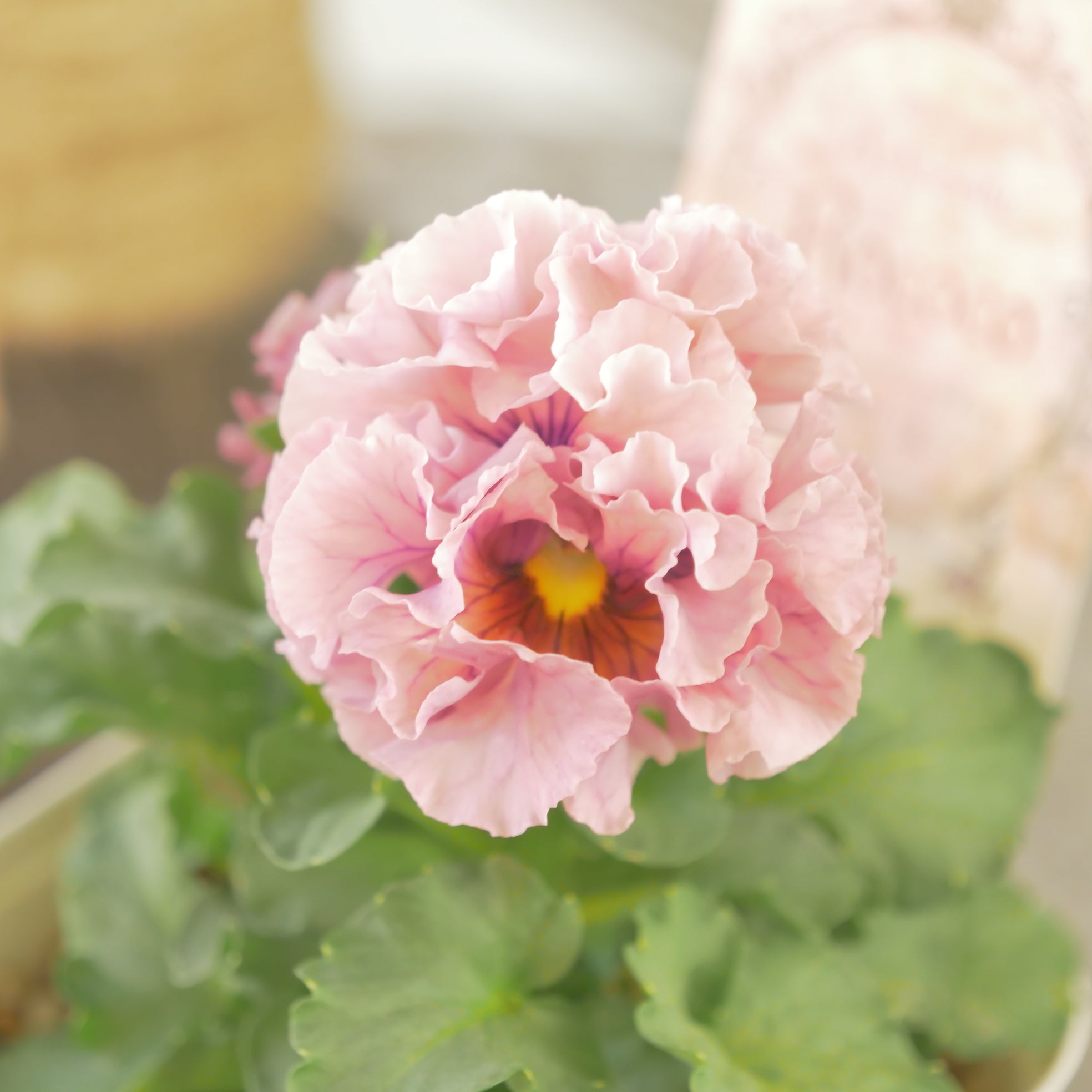 ローブ・ドゥ・アントワネット ロココ】㉝【お一人様3ポットまで