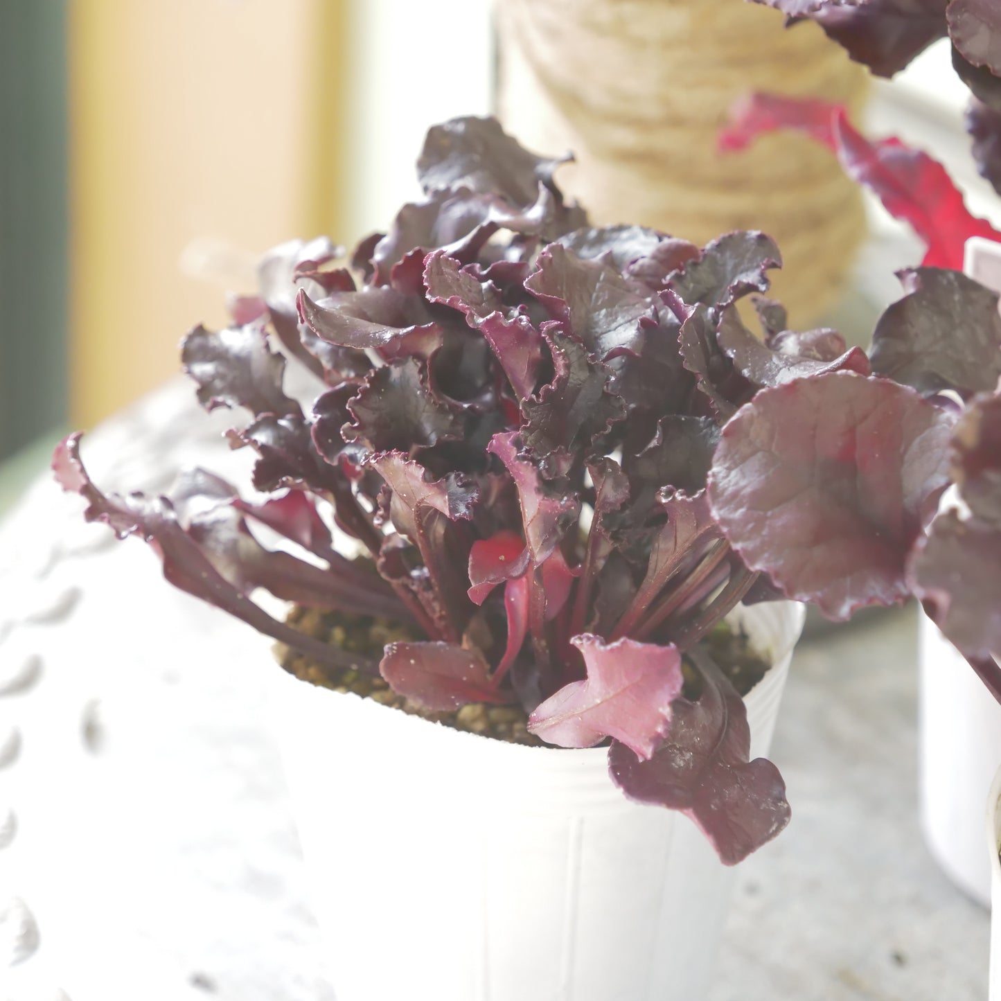 奥田園芸さん生産。【ビート ブルズブラッド】 2~3株植え。