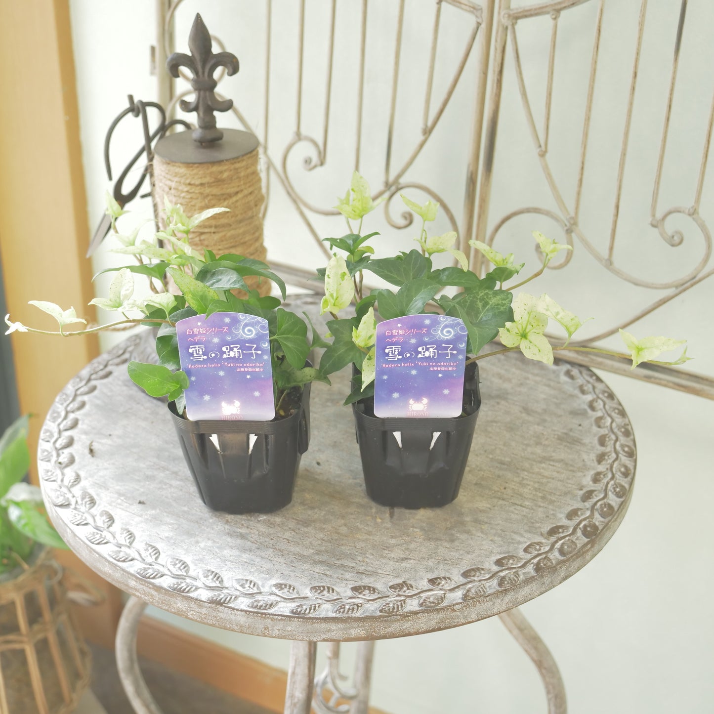 広野園芸さんのヘデラ【雪の踊子】