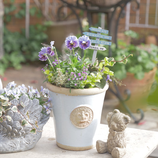 flowermagicオリジナル ビオラレディの寄せ植え。ブルーのピック付き。