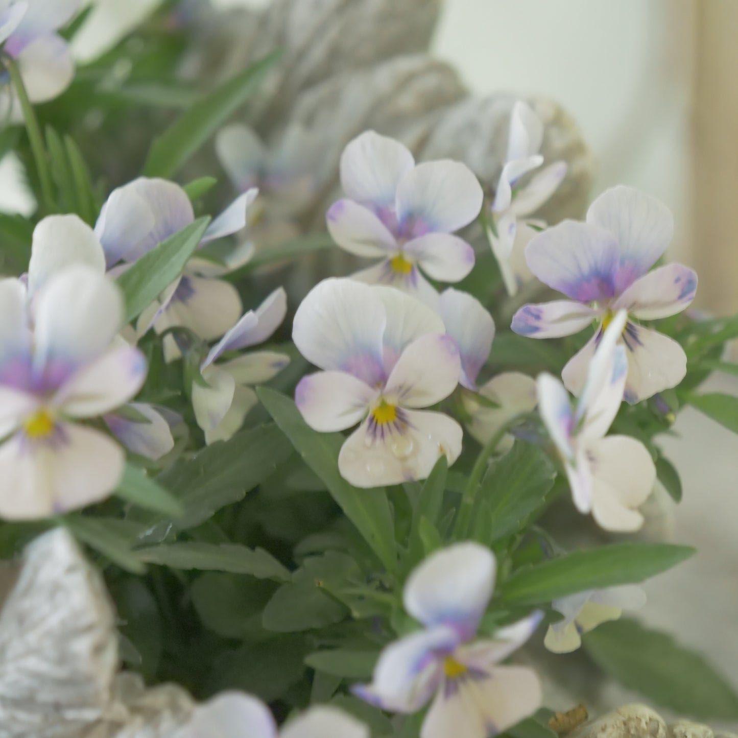 flowermagicオリジナル ビオレッタ雫のスワン鉢植え。