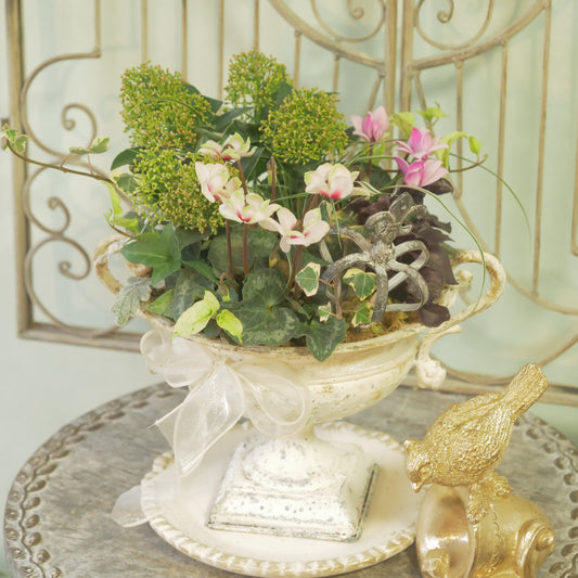 flowermagicオリジナル スキミアとシクラメン【フェアリーピコ】の寄せ植え。鉢皿とクラウンのピック付き。