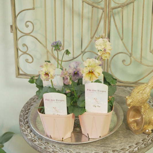 【flowermagicのクリスマス、年末、花苗福袋】花苗13~15&クマの置物1点入り。ラスト1個