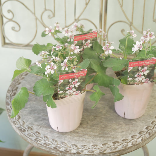 エロディウム スィートハート