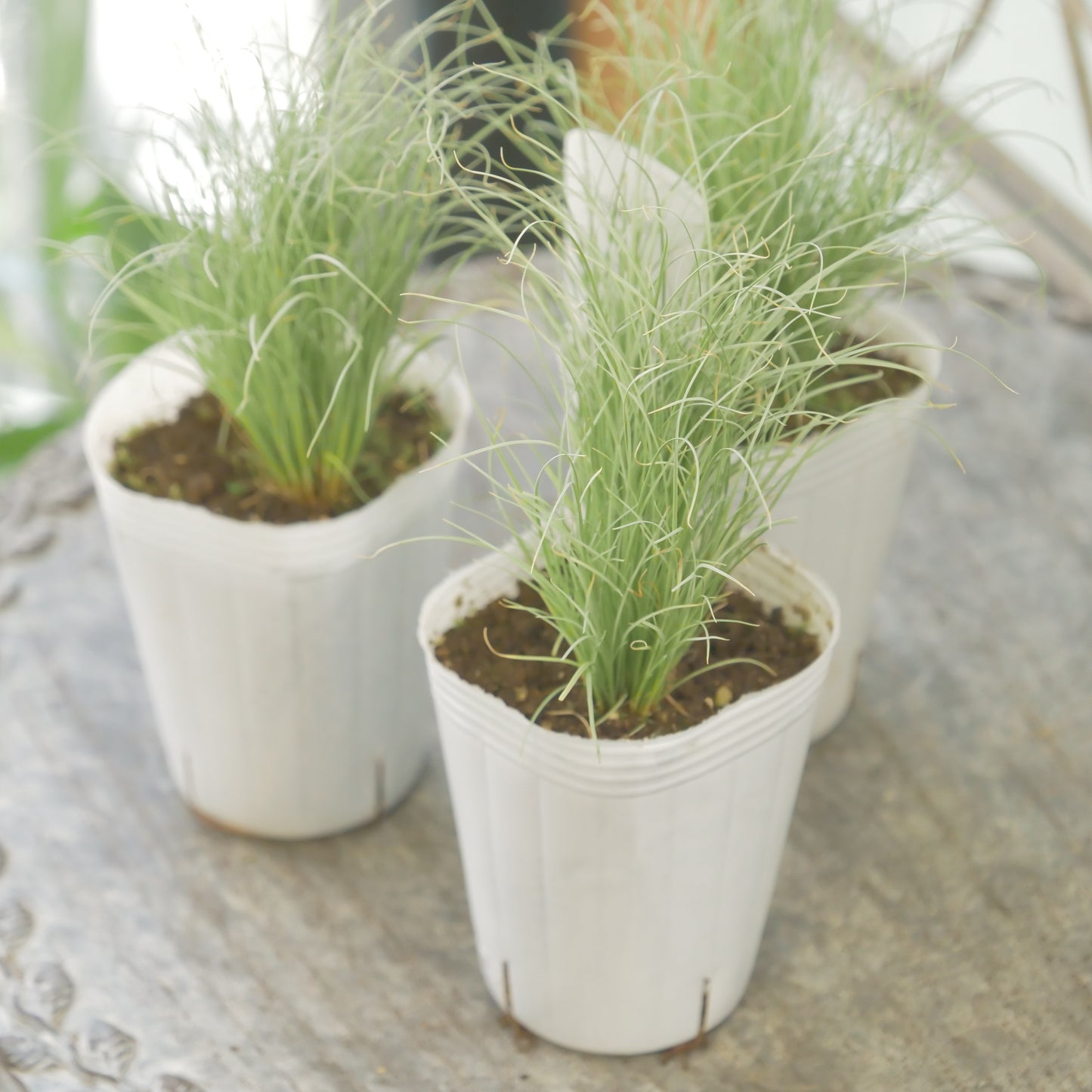 花越さんのカレックス グリーン(2分割できます)