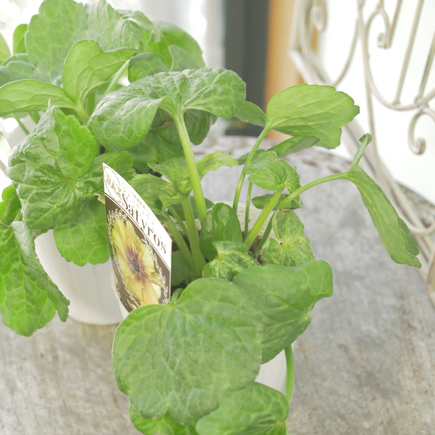 綾園芸さんオリジナル ラナンキュラスラックス【サティロス】