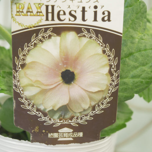 綾園芸さんオリジナル ラナンキュラスラックス【ヘスティア】