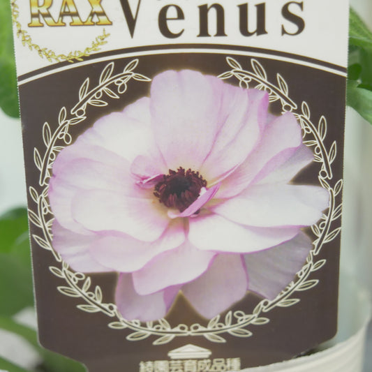 綾園芸さんオリジナル ラナンキュラスラックス【ヴィーナス】