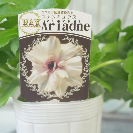 綾園芸さんオリジナル ラナンキュラスラックス【アリアドネ】