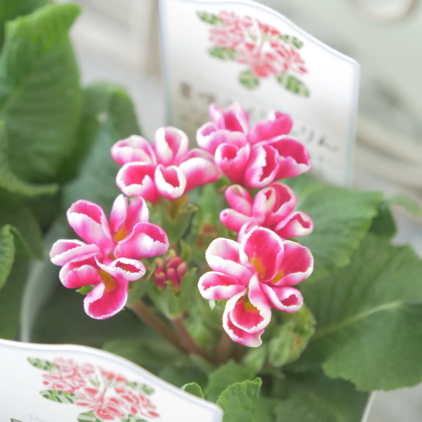 プリムラ ジュリアン【星咲ふくりんりん】ピンク系の花色。