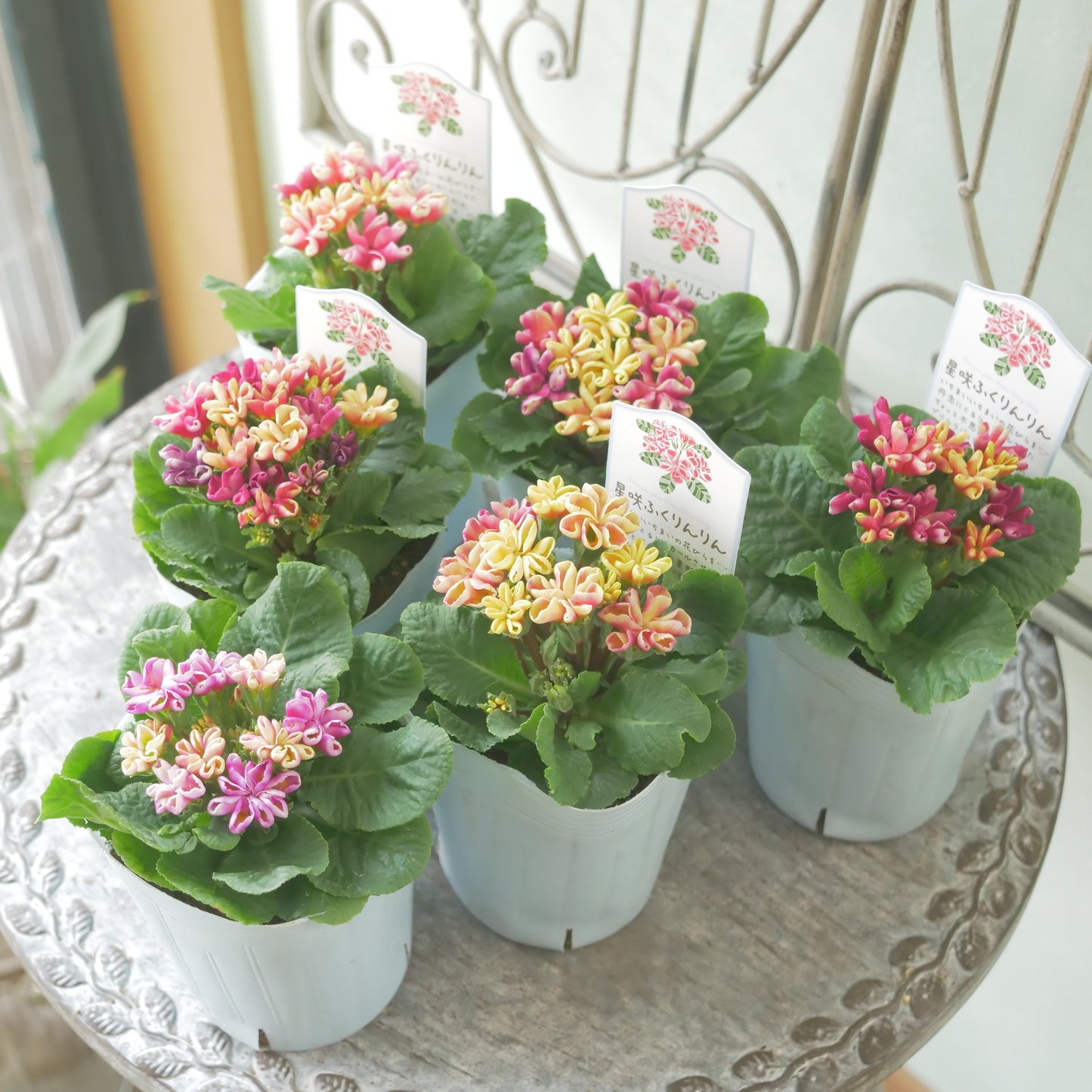 プリムラ ジュリアン【星咲ふくりんりん】複雑なカラー