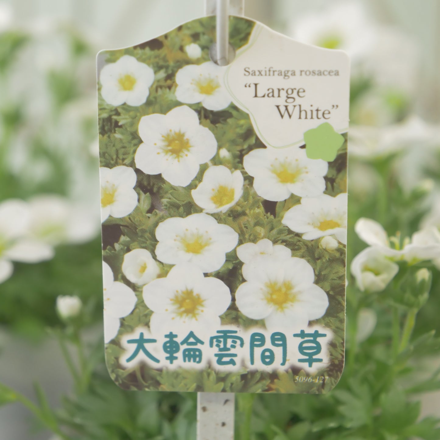 大輪雲間草【ラージホワイト】
