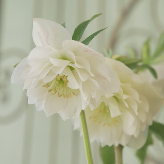 堀切園さん育種 クリスマスローズ【ウィンターシンフォニー】⑤